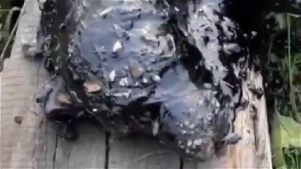 俄羅斯一隻小狗意外跌入瀝青坑中奄奄一息，母狗看到立即找人救援成功救出小狗。（圖／dailymail）