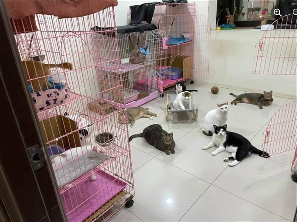 原PO租屋處照片曝光，雖然室內充斥著貓和寵物籠，但環境卻異常整潔，讓眾人看傻。(圖/截自臉書爆怨2公社)