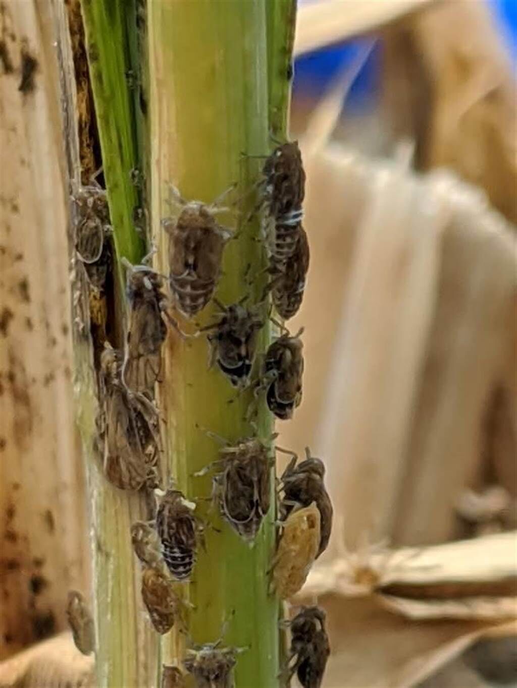 防治褐飛蝨需常常注意田間的蟲群密度，一時不注意可能就會發生大量危害，造成平均約30％的產量損失，讓農民幾個月的辛勞付之一炬。（農試所提供）