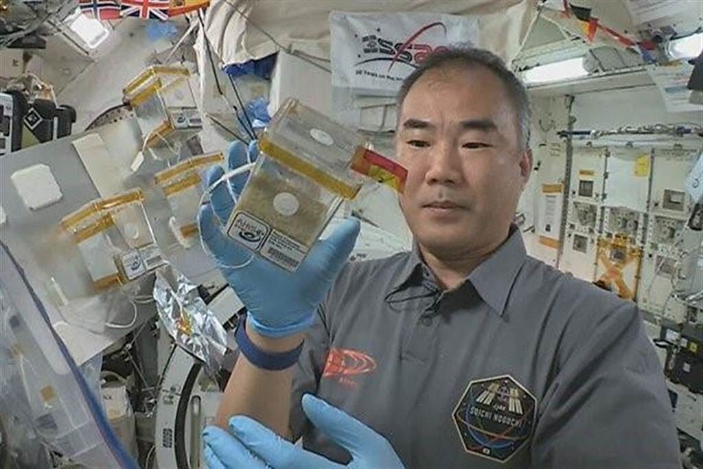 台灣的種子到太空旅行200天，由太空人野田先生負責照養，近日已返抵地球。（摘自JAXA網站／林欣儀台中傳真）