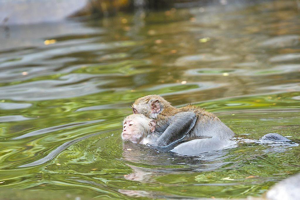 炎炎夏日台灣彌猴能在溪中快樂戲水消暑。（羅浚濱攝）