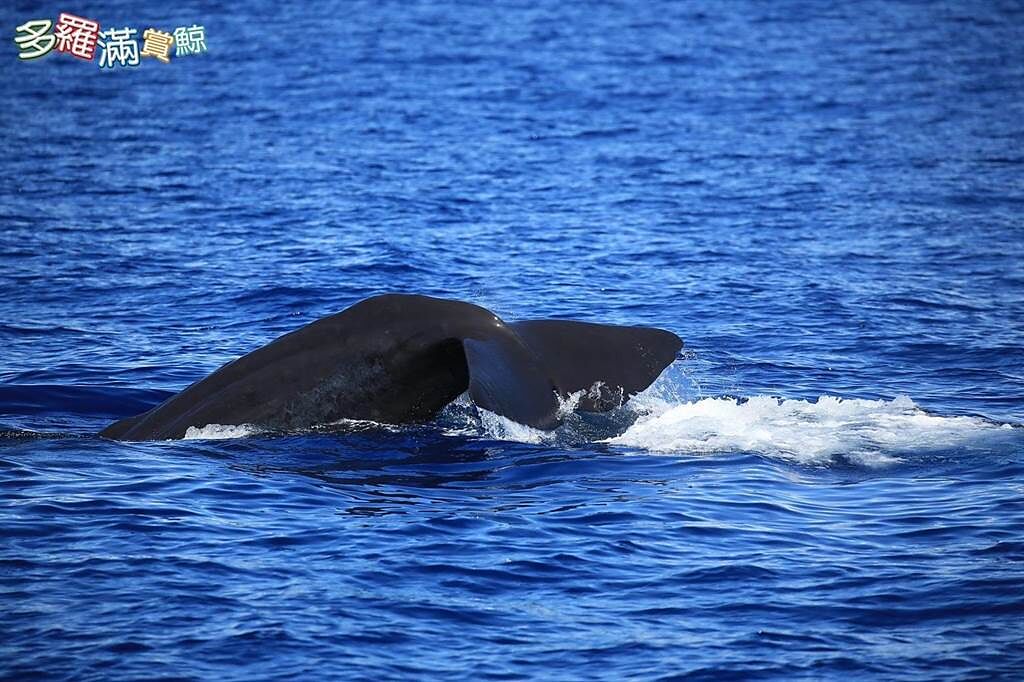 花蓮賞鯨出航，外海接連出現花紋海豚和抹香鯨。（業者提供／王志偉花蓮傳真）
