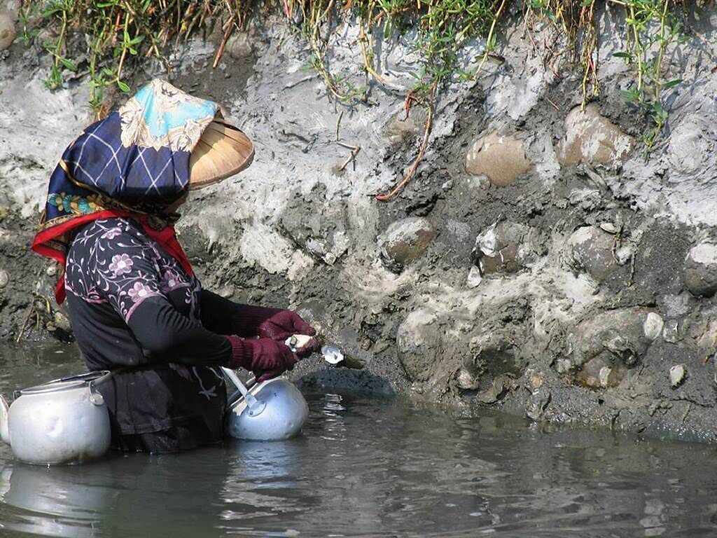 疫情影響生計，雲林縣沿海漁民挖石頭蚵貼補家用。（張朝欣攝）