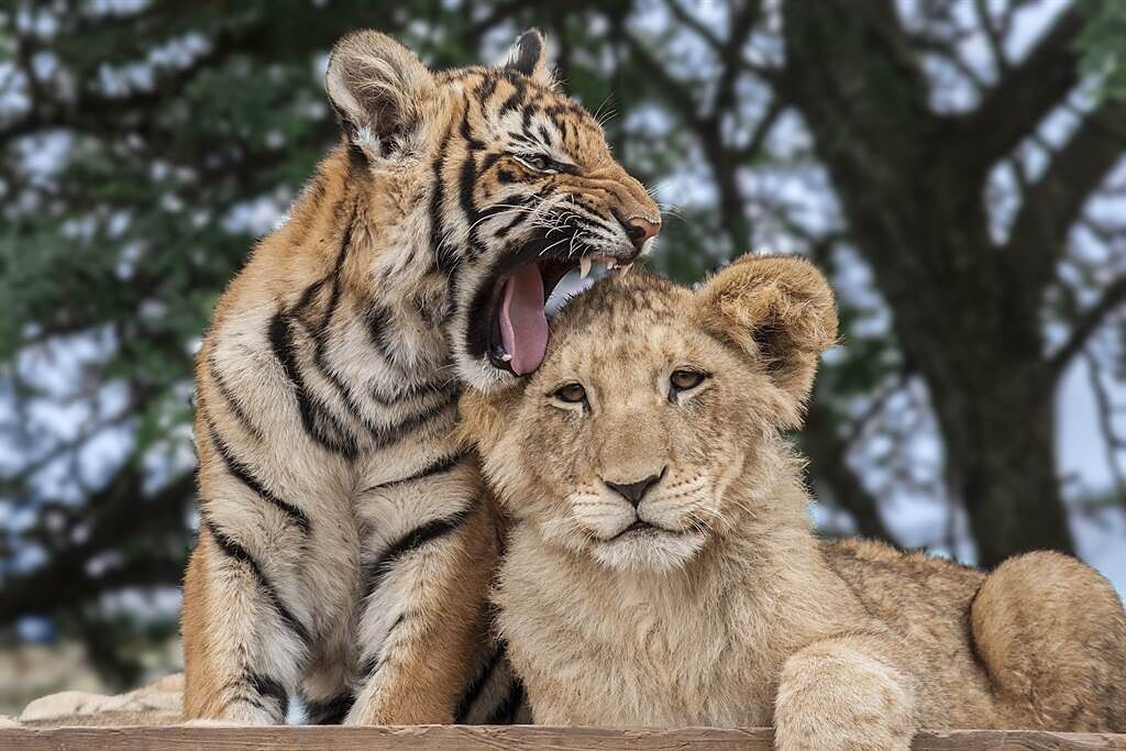 小華南虎與非洲獅幼崽變成室友，儘管平常相處很容易，但每到吃飯的時候，牠們就會出現搶食的現象。(示意圖/達志影像)