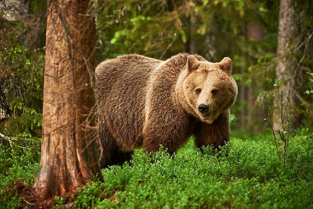 俄羅斯一對夫妻日前到風景區觀光，豈料卻遭到棕熊追擊，最終夫妻倆受困在樹上長達10天才獲救。(示意圖/達志影像)