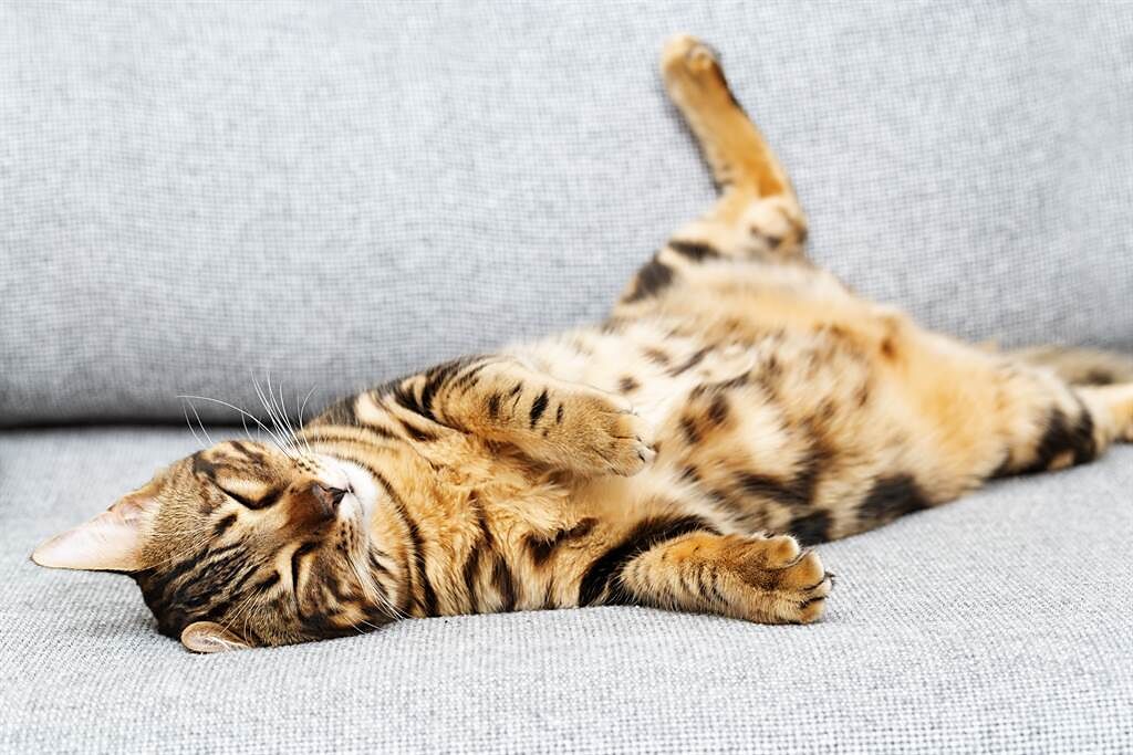 泰國一名網友到寵物用品店購物，看見店貓正仰躺在地板上睡覺，絲毫不受身旁來往的顧客打擾。(示意圖/達志影像)