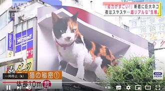巨頭、巨貓跳出街頭 日藝術計畫「太可愛、會嚇到」