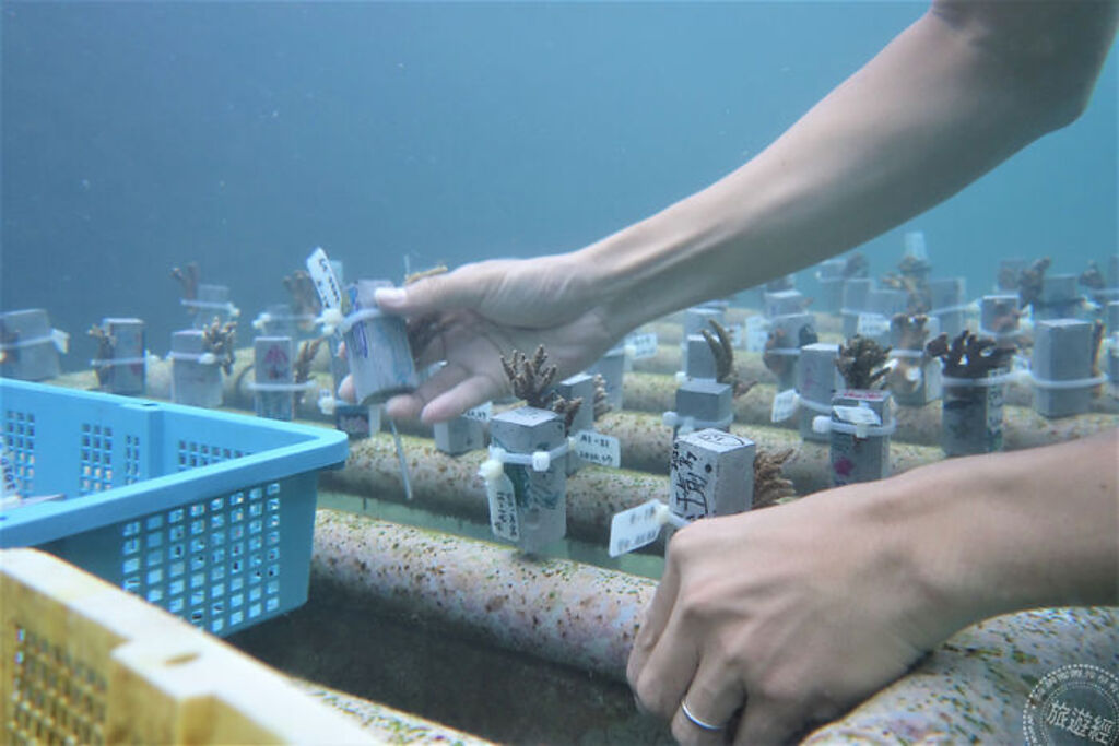 潛水員將珊瑚種在海洋資源復育園區海底池內的珊瑚移植桌 （圖片/新北市政府漁業處提供）