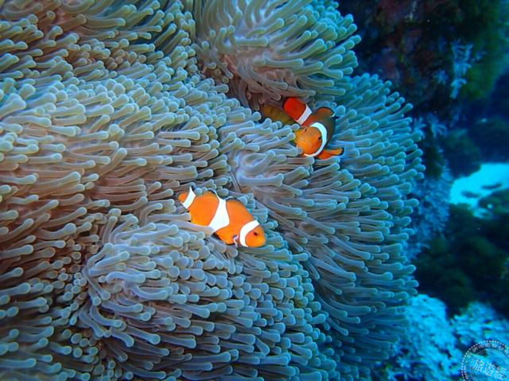 珊瑚對海洋生物及海洋生態有相當大的依存關係_圖為小丑魚(攝影：洪書瑱) 