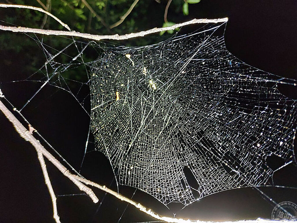 觀察蜘蛛網的形狀 (圖片：林務局東勢林區管理處提供 )