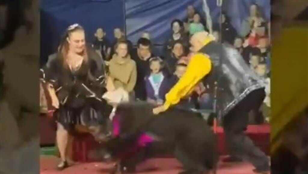 俄羅斯一處馬戲團，日前傳出黑熊突然攻擊女馴獸師的可怕案件。（圖／twitter@ The Siberian Times）