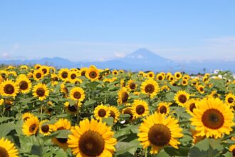 富士山、相模灣、黃金花海免費賞！東京近郊「太陽之丘」10萬株向日葵盛放