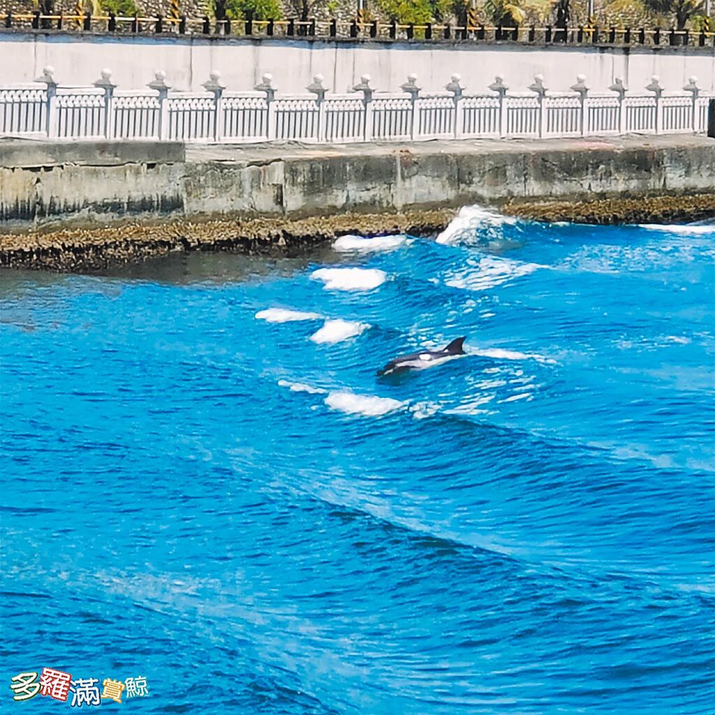 花蓮賞鯨業者發現花蓮港內出現1隻瓶鼻海豚，通報進出漁船放慢速度，避免驚擾，讓迷途的瓶鼻海豚平安回歸大海。（賞鯨業者提供／王志偉花蓮傳真）