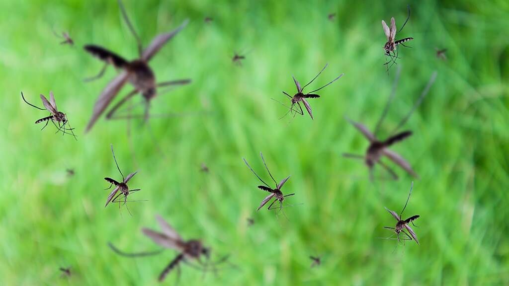 俄羅斯日前有民眾拍到上百萬隻蚊蟲聚集形成蚊捲風，讓所有人傻眼。圖片為示意圖。（圖／shutterstock）