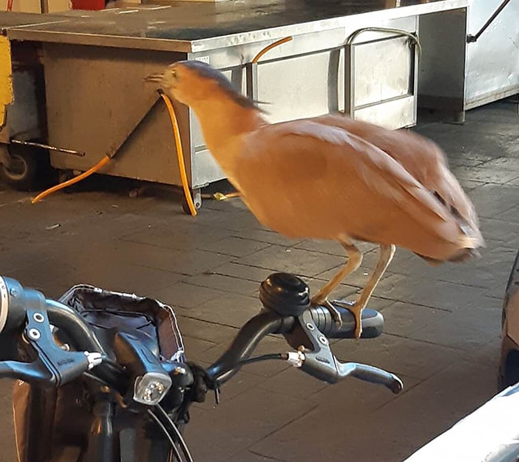 一名女網友發現腳踏車被神秘怪鳥霸佔，對此就有眼尖內行人要原PO不要輕舉妄動，否則就「屎」定了！（圖／翻攝自《路上觀察學院》臉書社團）