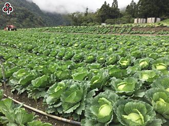 颱風預期心理 批發市場蔬菜漲多跌少