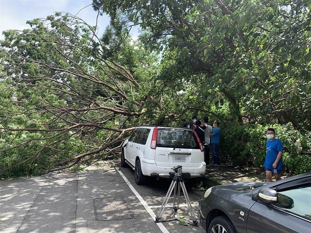 中度颱風烟花還沒未接近台灣，台中市西屯區就傳出有樹木遭強風吹倒意外。（民眾提供）