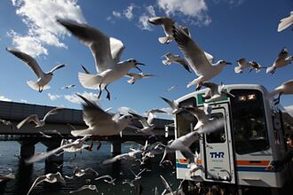 超狂海鷗群朝你飛來！冬季限定 來日本靜岡搭海鷗列車