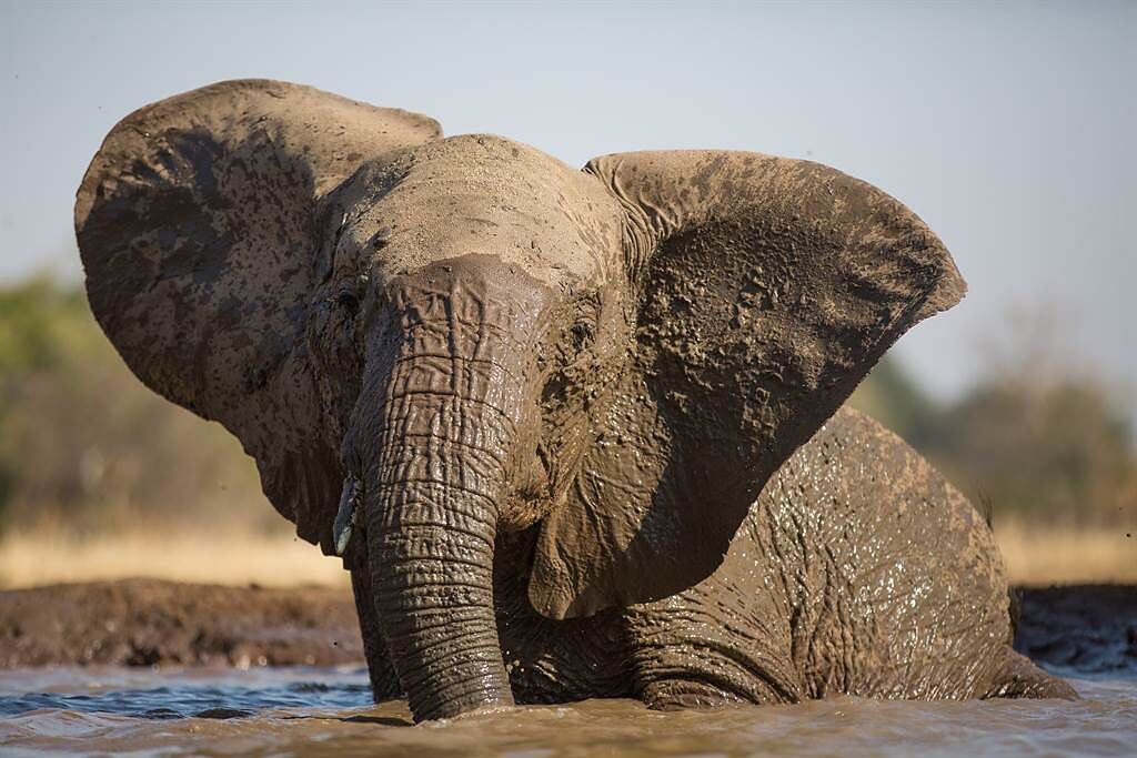 肯亞一隻小象意外摔進泥坑，大象媽媽為了救孩子也不小心受困其中。(示意圖/達志影像)