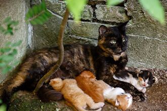 流浪母貓攜2幼崽投靠 待一晚變4隻 調監視器見驚人一幕