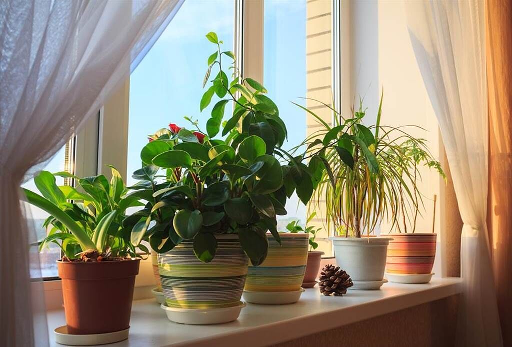防疫關鍵在通風 居家種植這款植物 有助空氣清淨。(示意圖/Shutterstock)
