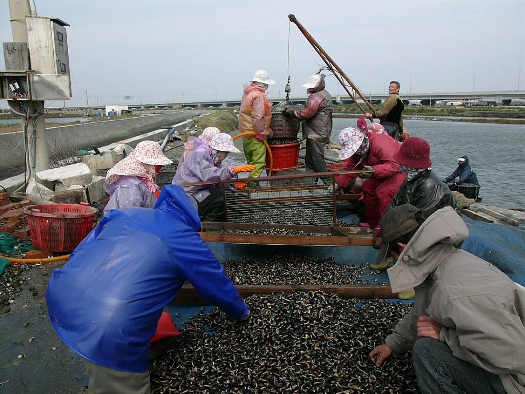 迎接疫情降級餐飲業需求，雲林縣沿海漁民搶收水產。（張朝欣攝）