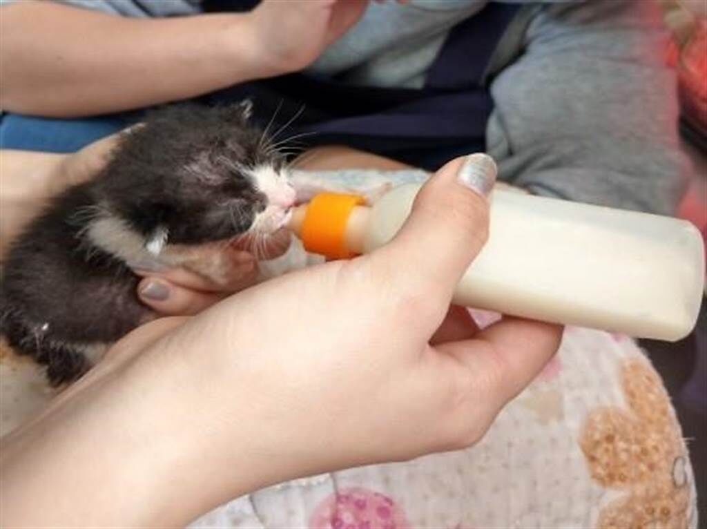 新北市動保處提醒飼主應用動物專用奶粉餵養幼貓。(新北市動保處提供)