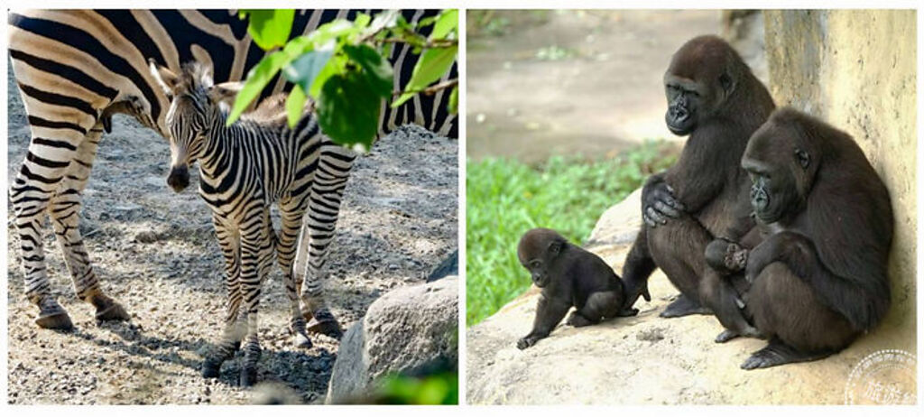 台北動物園8月1日重新開園 斑馬等新生兒將與遊客相見歡（圖片：台北市立動物園提供 ）