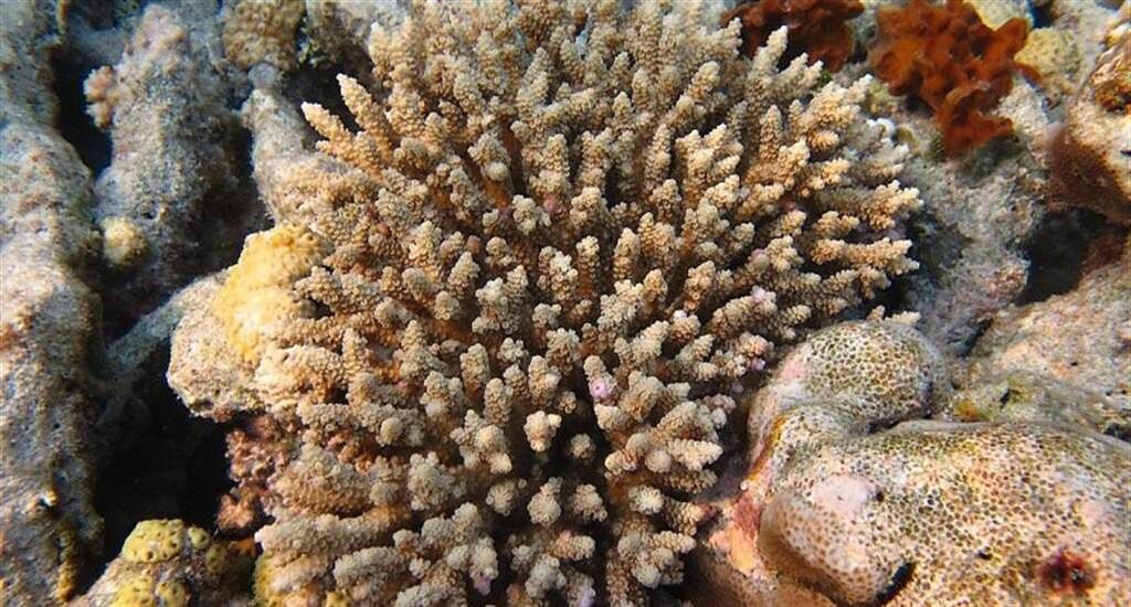 科學家首次觀察到珊瑚吞噬藻類！研究人員：「這太令人驚訝！」（圖／明日科學）