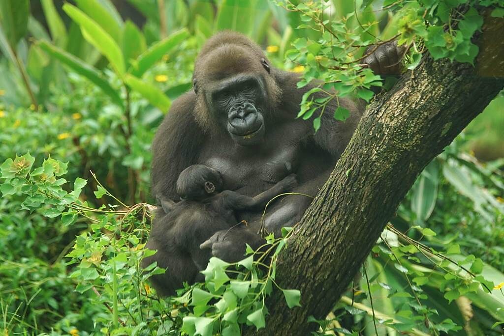 母金剛猩猩「Iriki」今年5月28日誕下寶寶，命名為「Ringo 」。（北市立動物園提供／游念育台北傳真）
