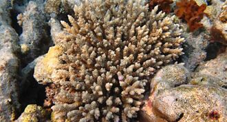 科學家首次觀察到珊瑚吞噬藻類！研究人員：「這太令人驚訝！」