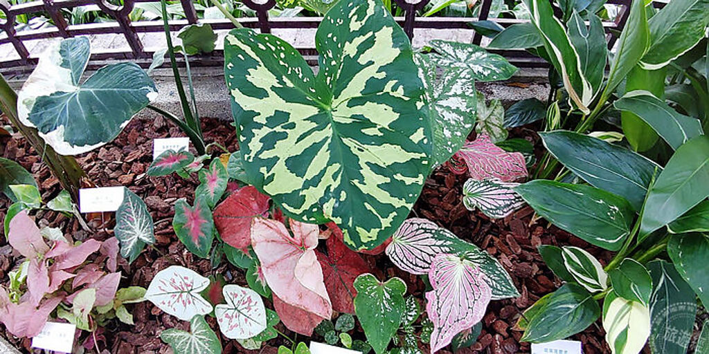 網紅植物_彩葉芋斑瀾的色彩像大自然的調色盤 （圖片：台北市公園處提供）