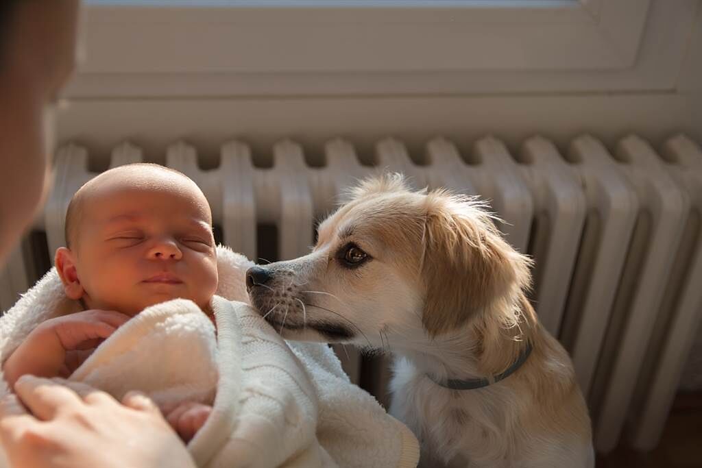 愛犬發現寶寶爆哭，隨後叼來一隻娃娃安撫她，感人畫面全被錄下。(示意圖/達志影像)