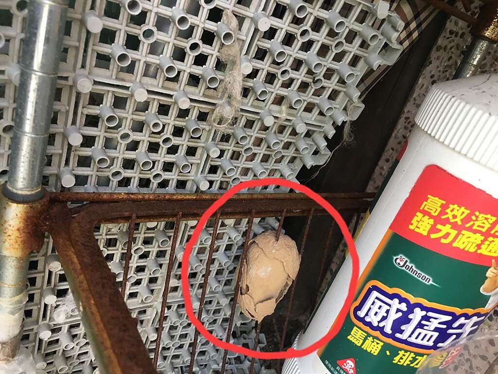 一位民眾近日發現自家陽台的老舊鐵窗上生出一顆神秘蟲窩，外型酷似「破碎茶葉蛋殼」。(摘自爆廢公社)