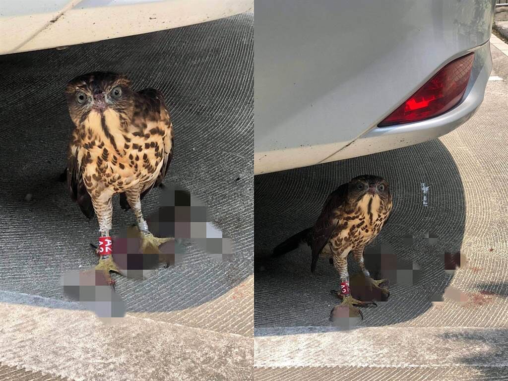 網友遇到一隻迷路的老鷹，待在車底下享用老鼠大餐。(圖翻攝自/PTT)