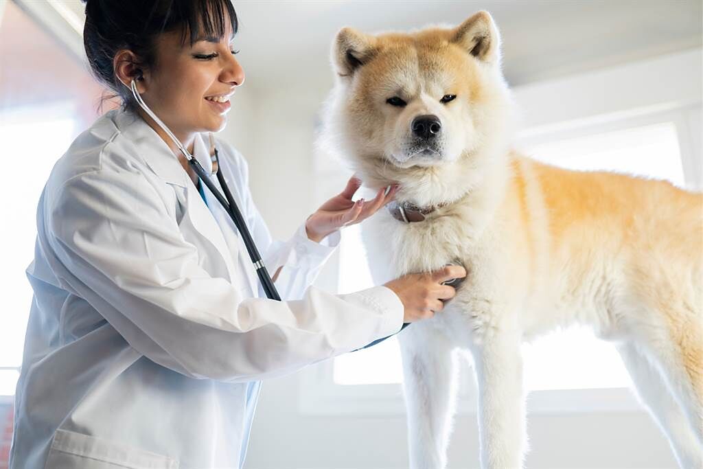 秋田犬被帶去醫院打針，一看到針頭，嚇到趕緊抱著主人討拍。(示意圖/達志影像)