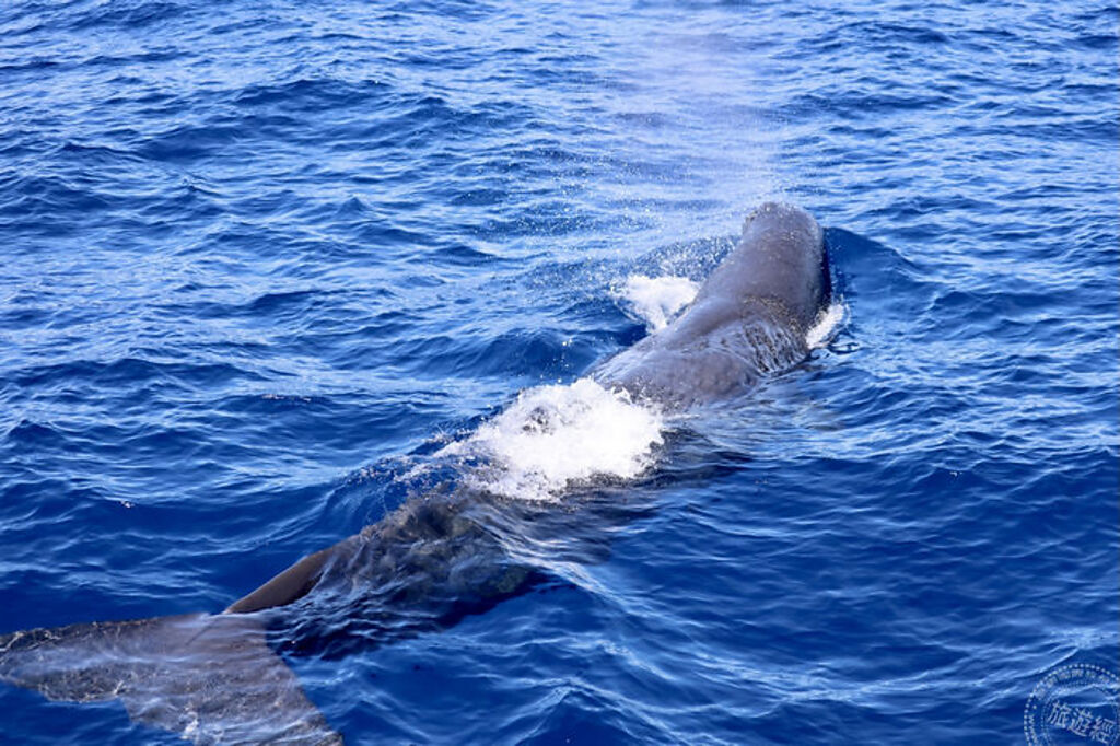 搭乘遊艇出海賞鯨豚，幸運的話有機會與鯨魚相遇(圖/太魯閣晶英酒店 提供)