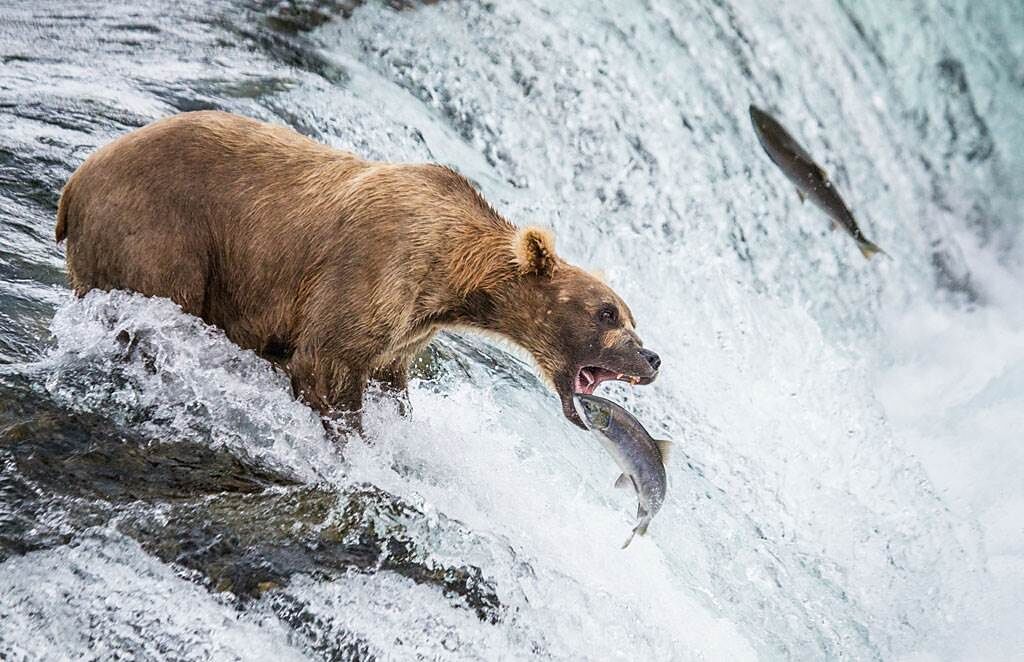 阿拉斯加鮭魚努力洄游產卵，聰明的棕熊直接守在瀑布口捕食。（示意圖／達志影像）