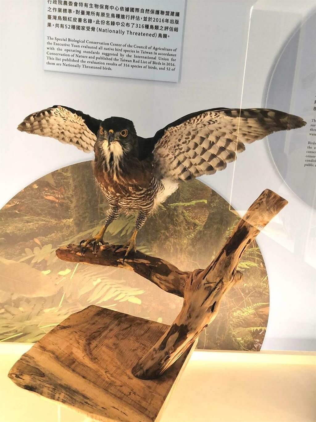 台南左鎮化石園區首隻現生鳥類標本─鳳頭蒼鷹「王梨頭」。（曹婷婷攝）