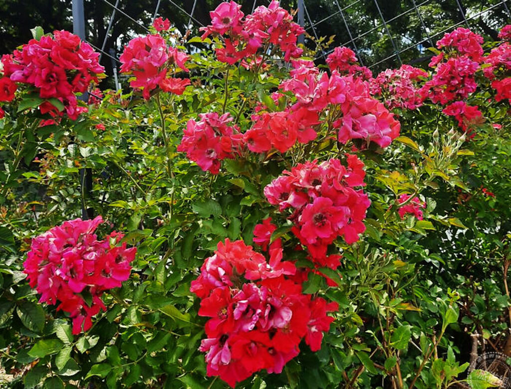 紅色蔓性玫瑰_琳達坎貝爾(圖片：臺北市政府工務局公園路燈工程管理處提供)