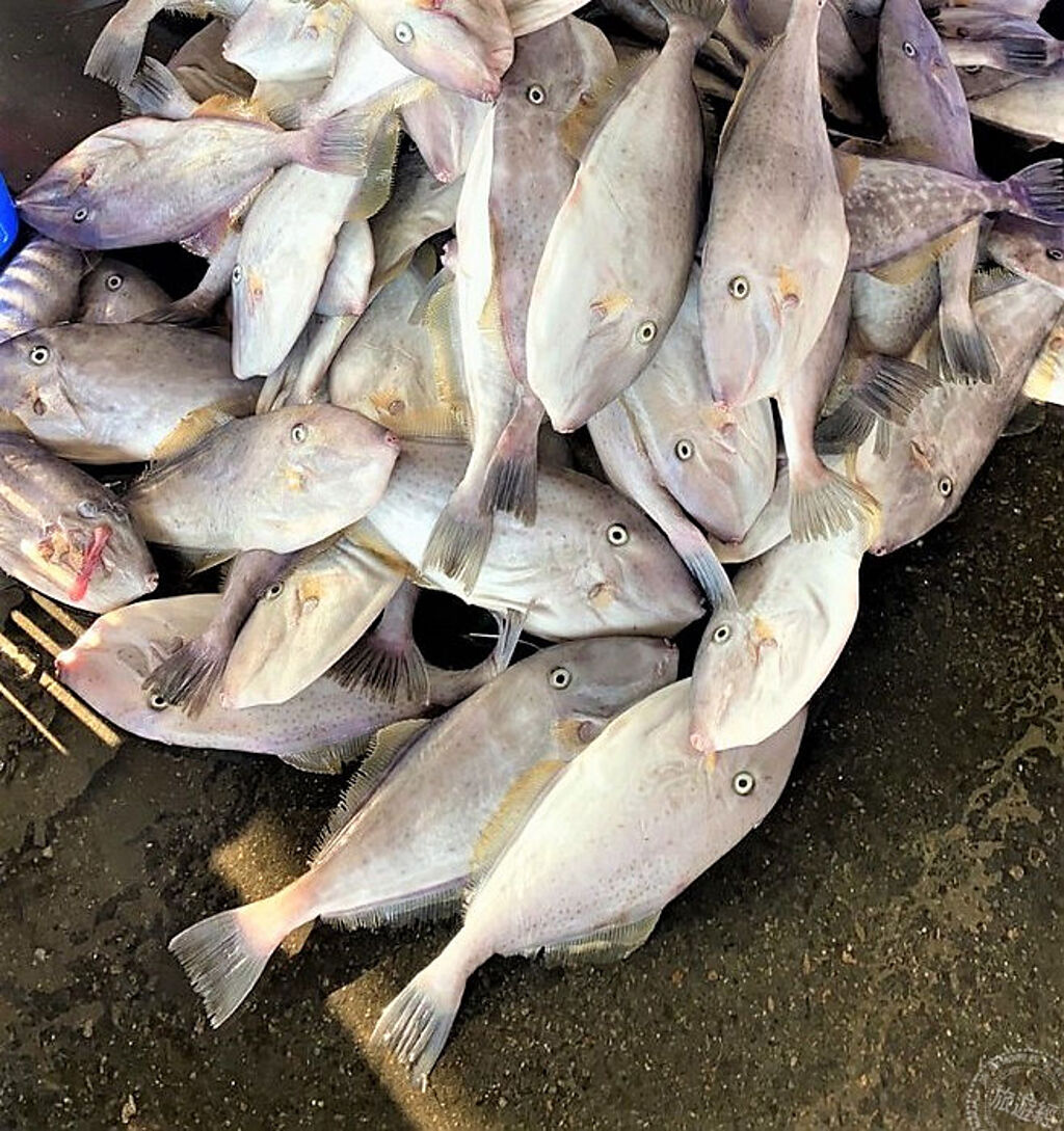 剛進港滿滿新鮮的剝皮魚(圖片/新北市政府漁業處提供)