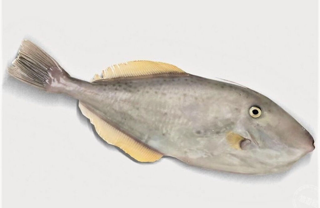 剝皮魚有粗且厚的外皮觸感如砂紙(圖片/新北市政府漁業處提供)