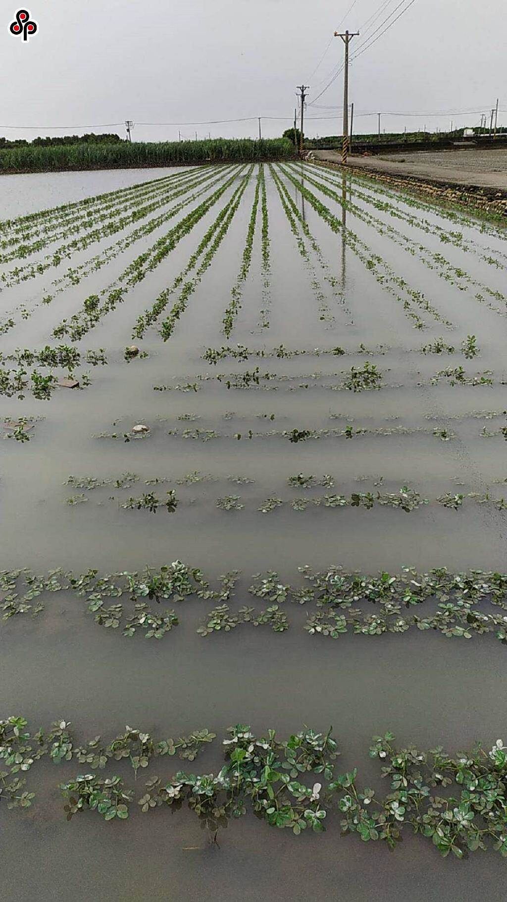 台灣蔬果大縣為、雲林、嘉義、台南、高屏等近日豪雨不斷，許多農田淹水情況嚴重，導致進貨品質差異大。（本報系資料照）