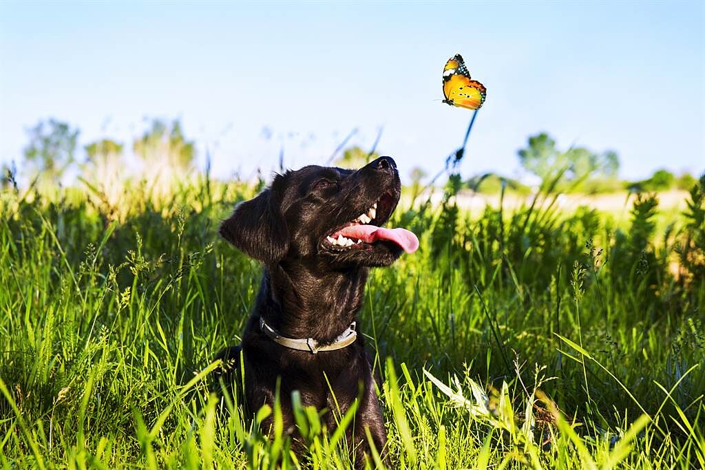 英國一名男童近日放生了親自養大的蝴蝶，沒想到牠才剛飛出去沒多久，就慘遭寵物犬吞進肚子裡。(示意圖/達志影像)