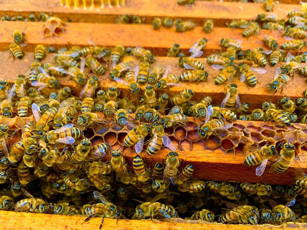 美國一對夫妻在冬天時買下一間舊農舍，當時賣家告知牆上有蜜蜂，但他們不以為意，沒想到春天一到這才驚覺事情非同小可。（示意圖／達志影像）