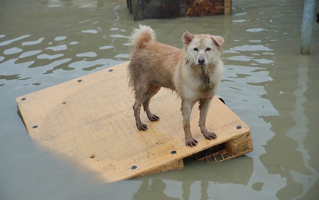 近日南台灣豪雨、大雨連連，重創台南流浪狗收容園區，圖為一隻狗在棧板上等待救援。（台灣動物緊急救援小組提供／林瑞益高雄傳真）