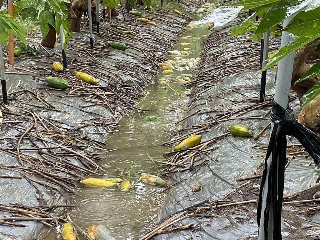 持續降雨不歇，台南山上區木瓜「水傷」嚴重，農民沒得採收，損失慘重。（曹婷婷攝）