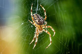 蜘蛛不只吃昆蟲 捕食比自己大30倍毒蛇 科學家也看傻