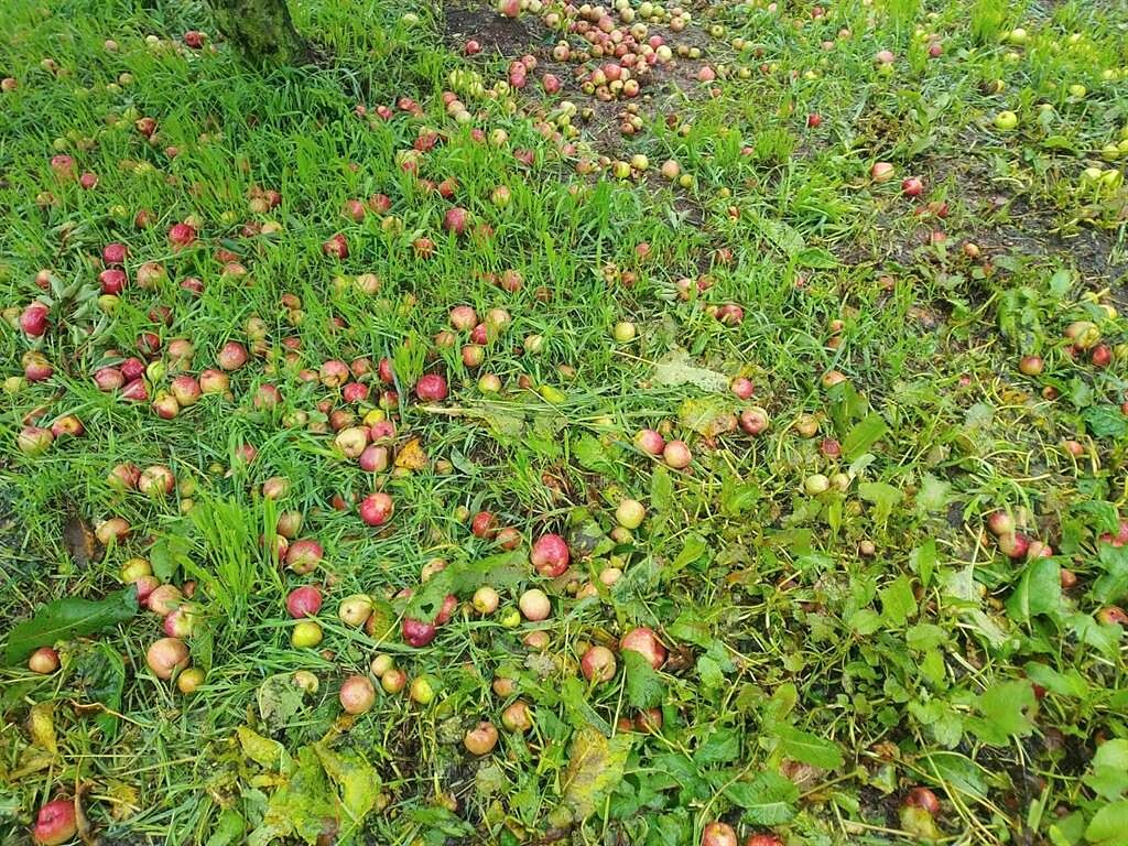 一夜狂風驟雨，福壽山農場即將成熟的蘋果落果嚴重，至少5成付諸流水。（福壽山農場提供／王文吉台中傳真）