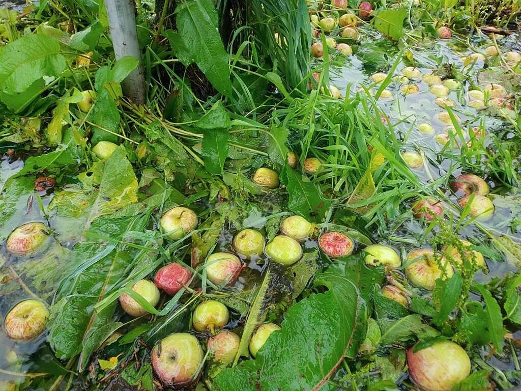 一夜狂風驟雨，福壽山農場即將成熟的蘋果落果嚴重，至少5成付諸流水。（福壽山農場提供／王文吉台中傳真）